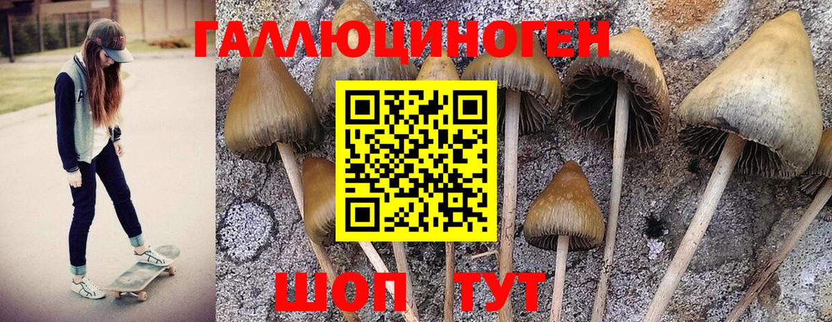 Псилоцибиновые грибы Psilocybe  Вход с VPN  Шахты 